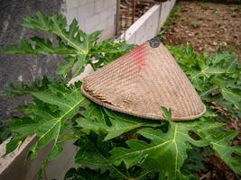 tradicional agricultores sombrero es metido en un joven papaya árbol foto