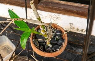 Orchid plants are planted in pots with charcoal added as additional nutrition photo