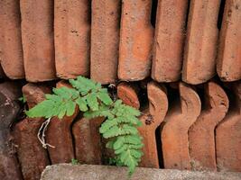 ferns growing between piles of roof tiles photo