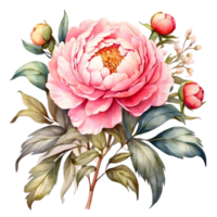 AI generated watercolor peony flowers on transparent background png