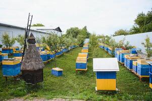 Hives in an apiary with bees flying to the landing boards. Apiculture photo