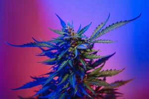 Marijuana medicinal plant in light pastel colors. A hemp bush with a creamy pink purple light and a blue-green tint. Fresh new look art style of alternative medicinal marijuanna in fluorescent light. photo