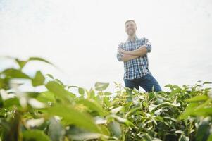 Agronomist inspecting soya bean crops growing in the farm field. Agriculture production concept. young agronomist examines soybean crop on field in summer. Farmer on soybean field. photo