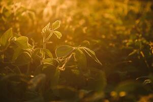 Closeup of green plants of soybean on field photo