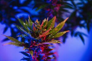 Cannabis Marijuana plant in Vaporwave deep purple neon style. Medical plant of Cannabis or Hemp with flowering buds and ultraviolet light. Blooming vegetative bush with crystal trichomes photo