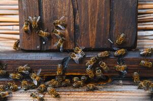 Close up of flying bees. Wooden beehive and bees. photo