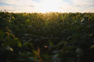 Closeup of green plants of soybean on field photo