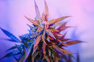 Cannabis Marijuana plant in Vaporwave deep purple neon style. Medical plant of Cannabis or Hemp with flowering buds and ultraviolet light. Blooming vegetative bush with crystal trichomes photo