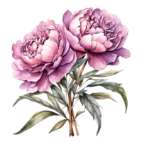AI generated watercolor peonies on transparent background png