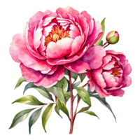 AI generated watercolor peonies on transparent background png