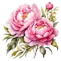 AI generated watercolor peonies on transparent background png