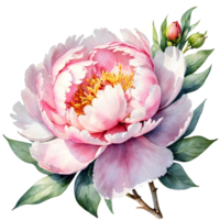 AI generated watercolor peonies on transparent background png