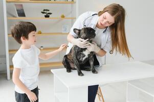 French Bulldog in a veterinary clinic. Veterinary medicine concept. photo