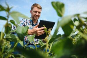 Agronomist inspecting soya bean crops growing in the farm field. Agriculture production concept. young agronomist examines soybean crop on field in summer. Farmer on soybean field. photo