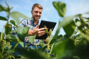 agrónomo inspeccionando soja frijol cultivos creciente en el granja campo. agricultura producción concepto. joven agrónomo examina haba de soja cosecha en campo en verano. granjero en haba de soja campo. foto