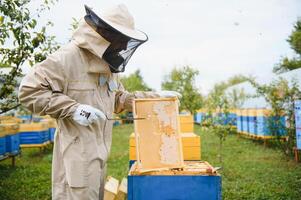 Beekeeper inspecting honeycomb frame at apiary at the summer day. Man working in apiary. Apiculture. Beekeeping concept photo