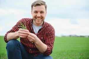 Farmer holds a harvest of the soil and young green wheat sprouts in his hands checking the quality of the new crop. Agronomist analysis the progress of the new seeding growth. Farming health concept photo