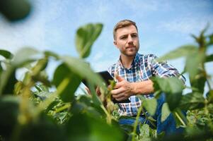 Agronomist inspecting soya bean crops growing in the farm field. Agriculture production concept. young agronomist examines soybean crop on field in summer. Farmer on soybean field. photo