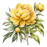 AI generated watercolor peony flower illustration, transparent background png