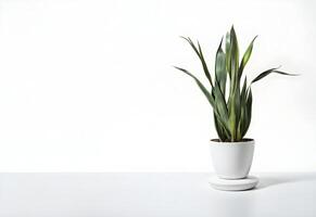 AI generated copy space background with sansevieria plant ai generated photo