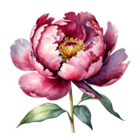 AI generated watercolor peony flower illustration, transparent background png