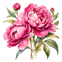 ai genererad vattenfärg pion blomma illustration, transparent bakgrund png