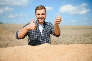 Satisfied young farmer standing on trailer in field and checking harvested wheat grains after harvest. photo