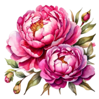 AI generated watercolor peony flower illustration, transparent background png