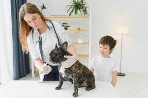 The boy with his dog to the vet. French bulldog in a vet clinic. photo