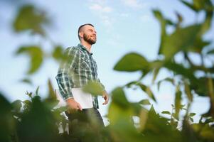 Agronomist inspecting soya bean crops growing in the farm field. Agriculture production concept. young agronomist examines soybean crop on field in summer. Farmer on soybean field photo