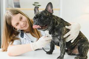 hembra veterinario examinando francés buldog con estetoscopio. foto