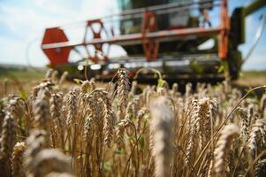 Combine harvester harvests ripe wheat. agriculture photo