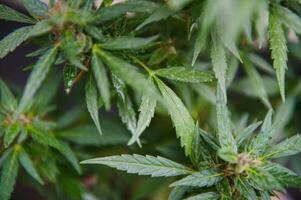 Background Canopy of Budding Indoor Marijuana Plants. photo