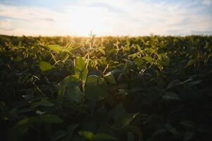Soybean field, green field, agriculture landscape, field of soybean on a sunset sky background photo