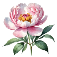 AI generated watercolor peonies on transparent background png