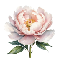 AI generated watercolor peony flower illustration, transparent background png