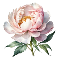 AI generated watercolor peony flower illustration, transparent background png