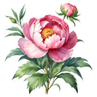 AI generated watercolor peonies on transparent background png