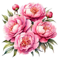 AI generated watercolor peony flower illustration, transparent background png