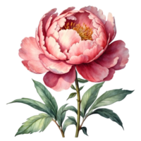 AI generated watercolor peonies on transparent background png