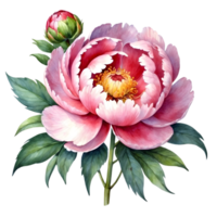 AI generated watercolor peonies on transparent background png