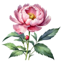 ai généré aquarelle pivoines sur transparent Contexte png