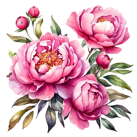 ai généré aquarelle pivoines sur transparent Contexte png