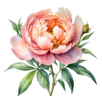 AI generated watercolor peony flowers on transparent background png