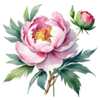 AI generated watercolor peonies on transparent background png