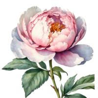 ai généré aquarelle couleur pêche pivoine fleur couronne png