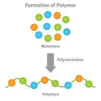 Polymer formation, Monomers unite through polymerization, yielding versatile polymers vector