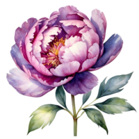 AI generated watercolor purple  peony flowers on a transparent background png