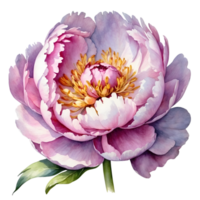 ai generiert Aquarell lila Pfingstrose Blumen auf ein transparent Hintergrund png