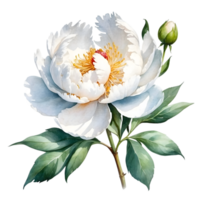 AI generated white peony flowers wreath on transparent background png